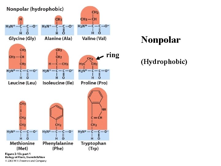 Nonpolar ring (Hydrophobic) 