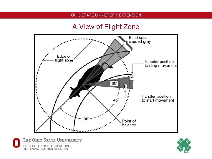 OHIO STATE UNIVERSITY EXTENSION A View of Flight Zone 