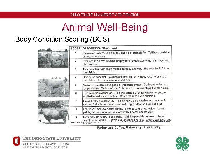 OHIO STATE UNIVERSITY EXTENSION Animal Well-Being Body Condition Scoring (BCS) 