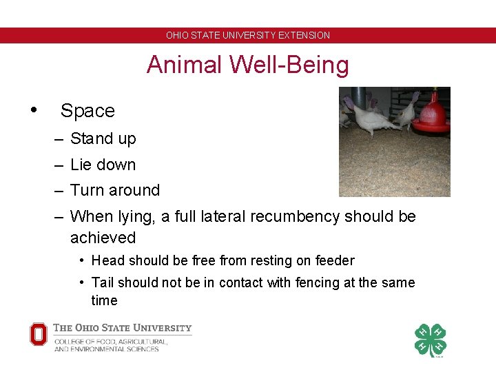 OHIO STATE UNIVERSITY EXTENSION Animal Well-Being • Space – Stand up – Lie down