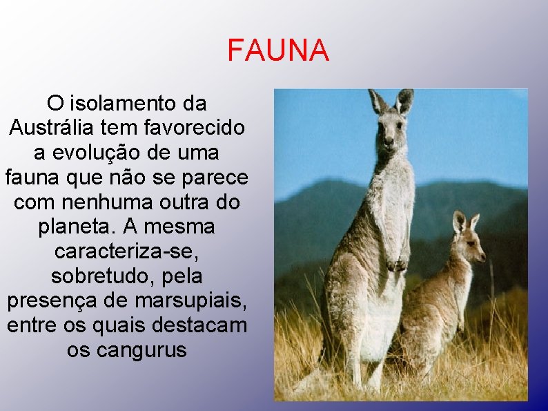 FAUNA O isolamento da Austrália tem favorecido a evolução de uma fauna que não