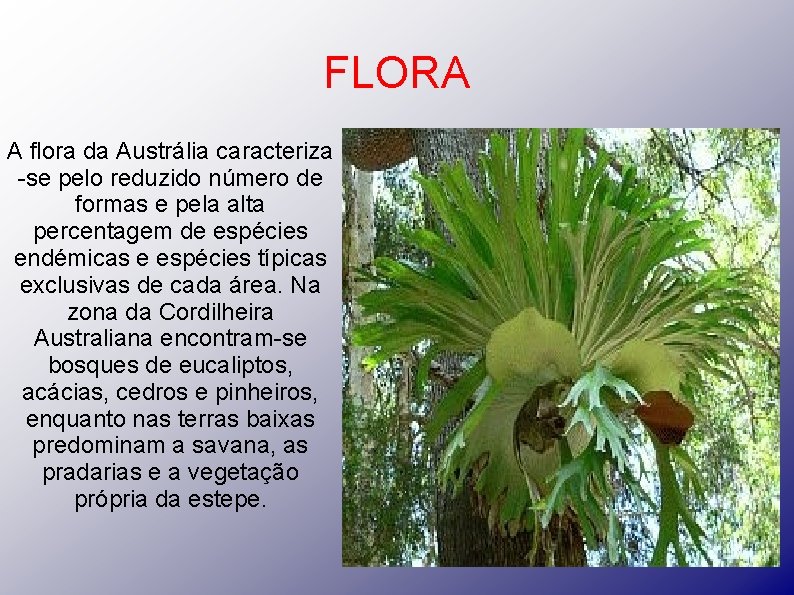 FLORA A flora da Austrália caracteriza -se pelo reduzido número de formas e pela