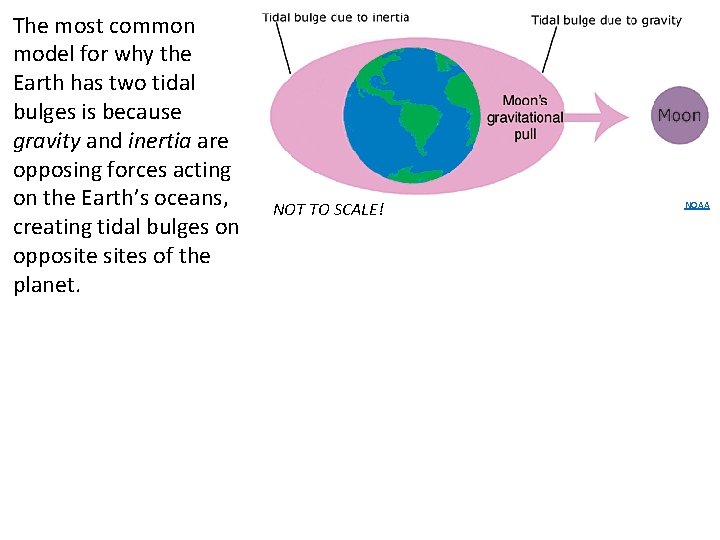 The most common model for why the Earth has two tidal bulges is because