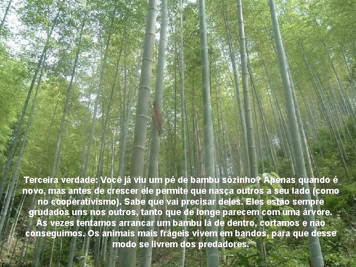 Terceira verdade: Você já viu um pé de bambu sòzinho? Apenas quando é novo,