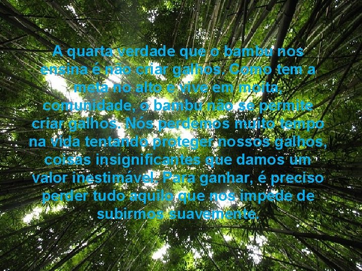 A quarta verdade que o bambu nos ensina é não criar galhos. Como tem