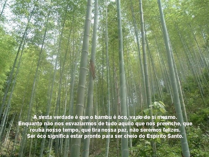 A sexta verdade é que o bambu é ôco, vazio de si mesmo. Enquanto