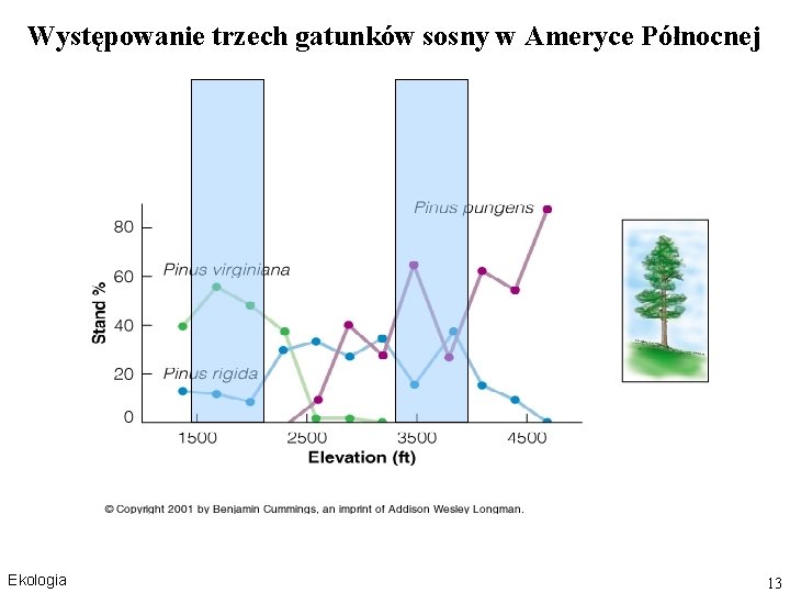 Występowanie trzech gatunków sosny w Ameryce Północnej Ekologia 13 