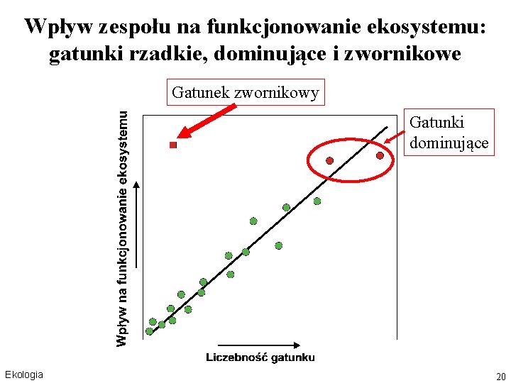 Wpływ zespołu na funkcjonowanie ekosystemu: gatunki rzadkie, dominujące i zwornikowe Gatunek zwornikowy Gatunki dominujące