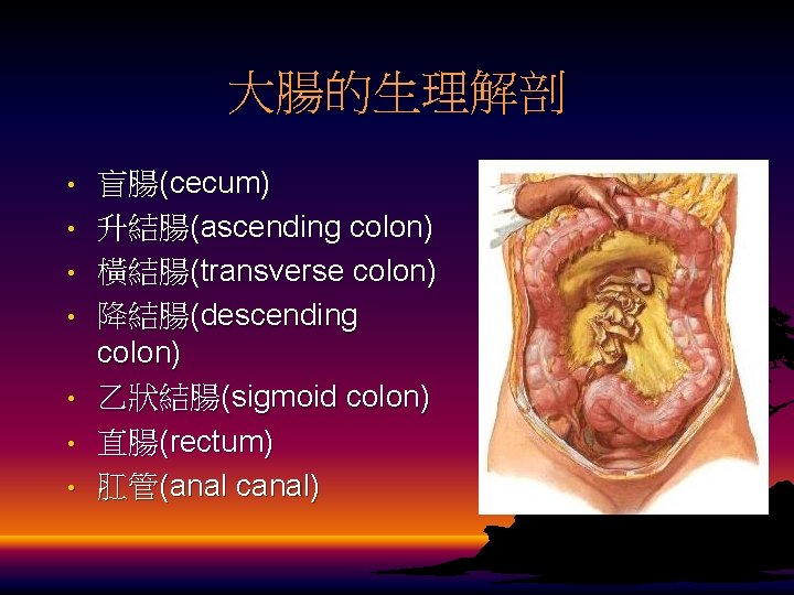 大腸的生理解剖 • • 盲腸(cecum) 升結腸(ascending colon) 橫結腸(transverse colon) 降結腸(descending colon) 乙狀結腸(sigmoid colon) 直腸(rectum) 肛管(anal