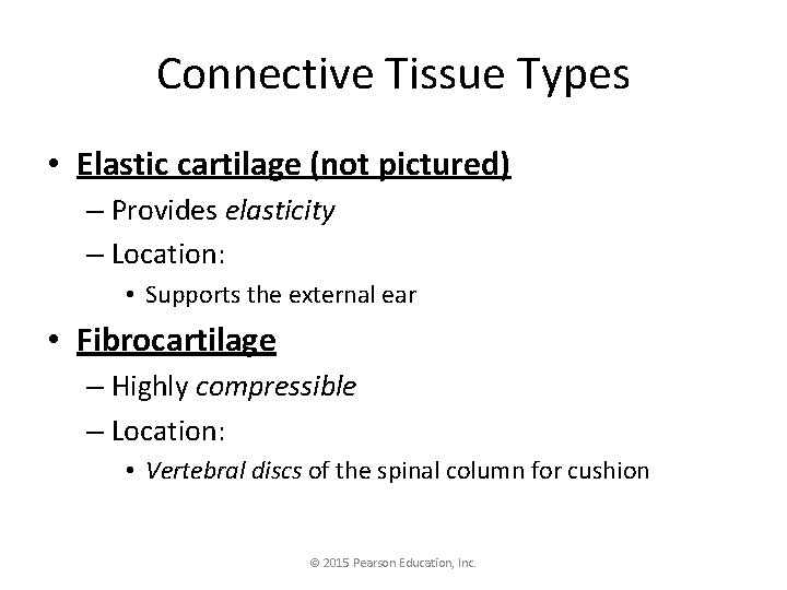 Connective Tissue Types • Elastic cartilage (not pictured) – Provides elasticity – Location: •