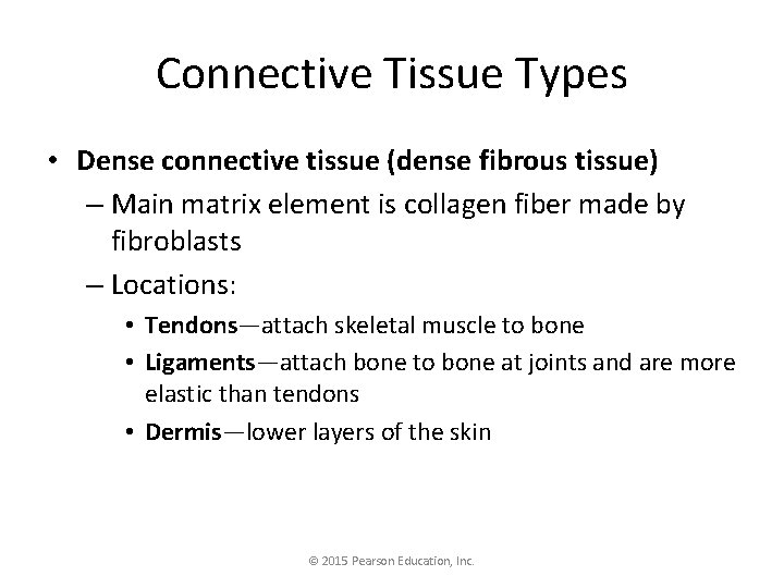 Connective Tissue Types • Dense connective tissue (dense fibrous tissue) – Main matrix element