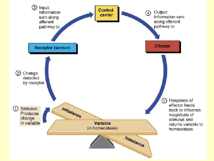 Figure 1. 4 