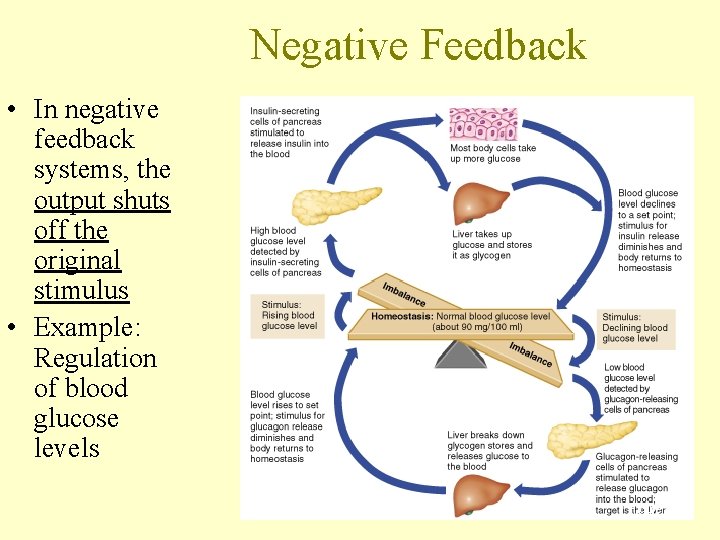 Negative Feedback • In negative feedback systems, the output shuts off the original stimulus