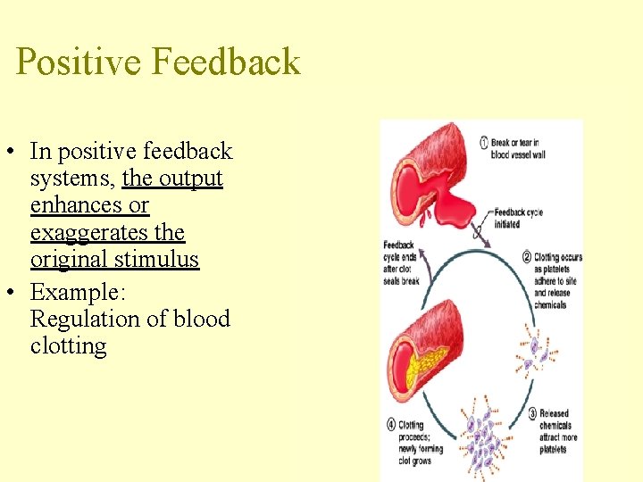 Positive Feedback • In positive feedback systems, the output enhances or exaggerates the original