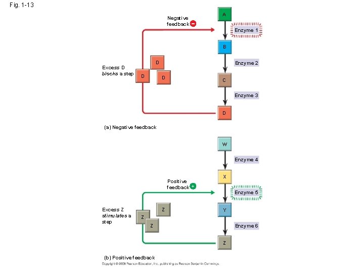 Fig. 1 -13 Negative feedback A Enzyme 1 B Excess D blocks a step