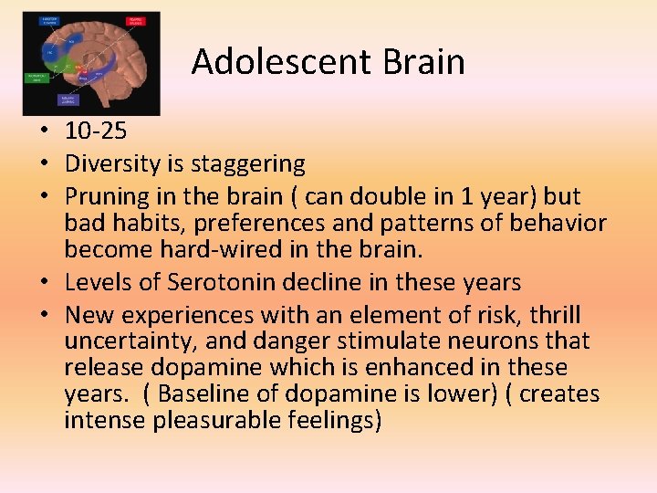 Adolescent Brain • 10 -25 • Diversity is staggering • Pruning in the brain