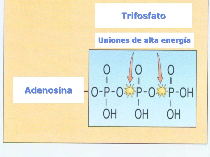 Trifosfato Uniones de alta energía Adenosina 