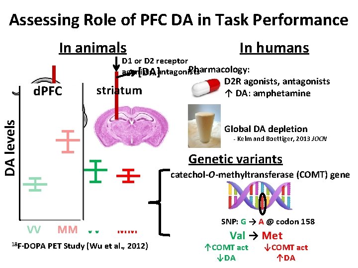 Assessing Role of PFC DA in Task Performance In animals In humans D 1 Assessing Role of PFC DA in Task Performance In animals In humans D 1