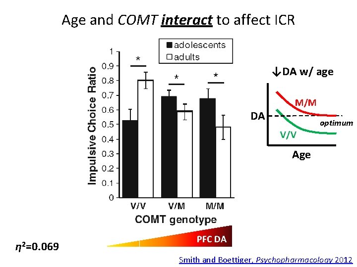 Age and COMT interact to affect ICR ↓DA w/ age DA M/M optimum V/V Age and COMT interact to affect ICR ↓DA w/ age DA M/M optimum V/V