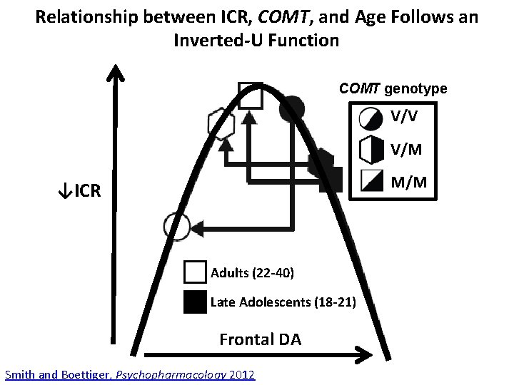 Relationship between ICR, COMT, and Age Follows an Inverted-U Function COMT genotype V/V V/M Relationship between ICR, COMT, and Age Follows an Inverted-U Function COMT genotype V/V V/M