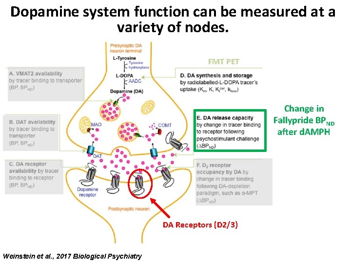Dopamine system function can be measured at a variety of nodes. FMT PET Change Dopamine system function can be measured at a variety of nodes. FMT PET Change