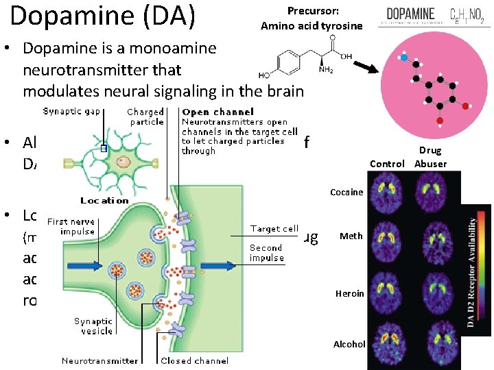 Dopamine (DA) Precursor: Amino acid tyrosine • Dopamine is a monoamine neurotransmitter that modulates Dopamine (DA) Precursor: Amino acid tyrosine • Dopamine is a monoamine neurotransmitter that modulates