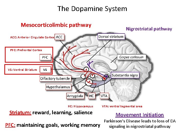 The Dopamine System Mesocorticolimbic pathway Nigrostriatal pathway ACC: Anterior Cingulate Cortex PFC: Prefrontal Cortex The Dopamine System Mesocorticolimbic pathway Nigrostriatal pathway ACC: Anterior Cingulate Cortex PFC: Prefrontal Cortex