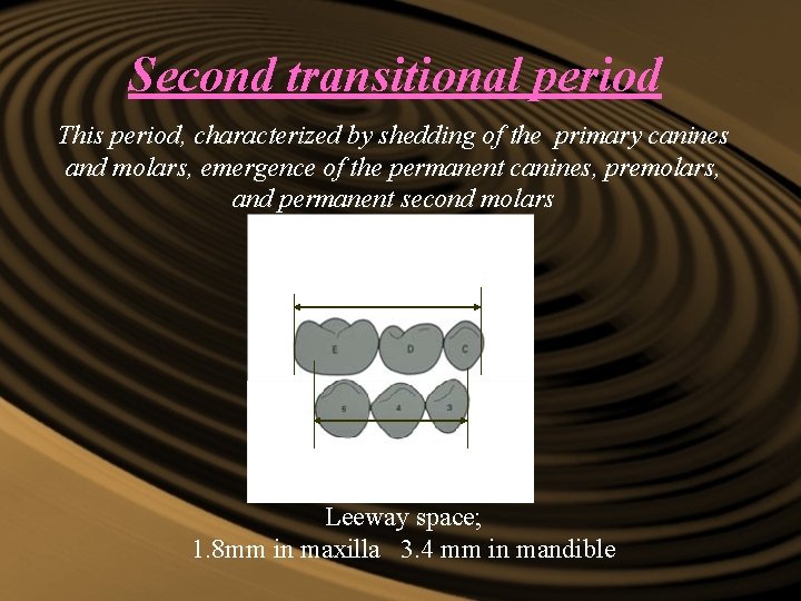 Second transitional period This period, characterized by shedding of the primary canines and molars, Second transitional period This period, characterized by shedding of the primary canines and molars,