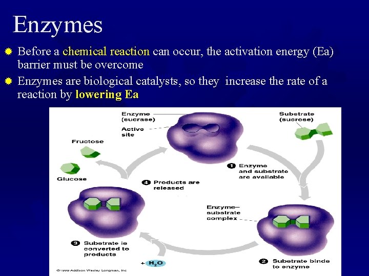 Enzymes Before a chemical reaction can occur, the activation energy (Ea) barrier must be