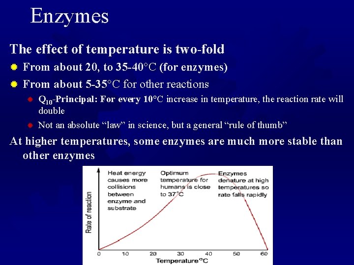 Enzymes The effect of temperature is two-fold From about 20, to 35 -40°C (for