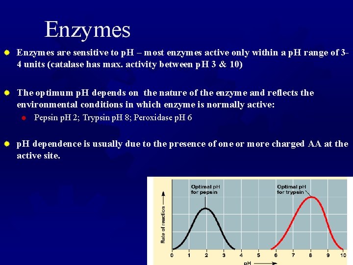 Enzymes ® Enzymes are sensitive to p. H – most enzymes active only within