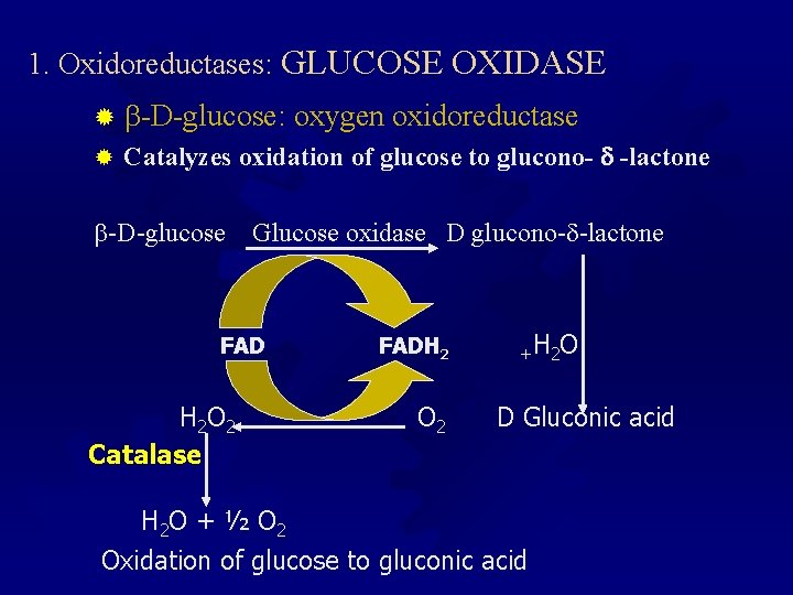 1. Oxidoreductases: GLUCOSE OXIDASE ® -D-glucose: oxygen oxidoreductase ® Catalyzes oxidation of glucose to