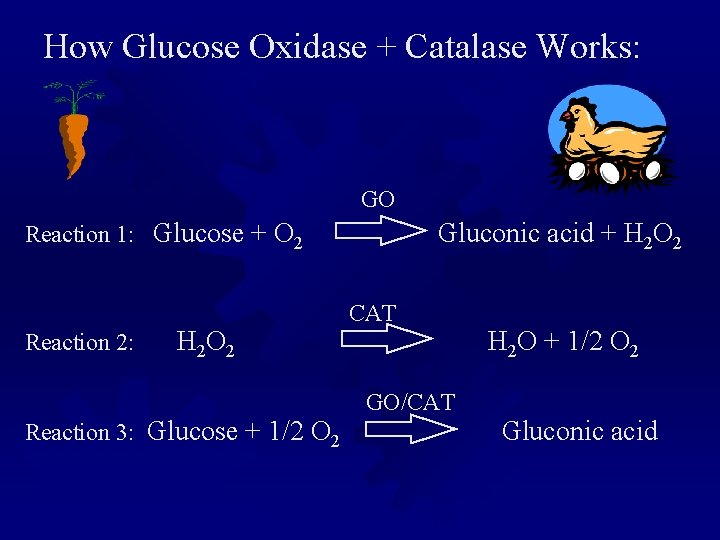 How Glucose Oxidase + Catalase Works: GO Reaction 1: Glucose + O 2 Gluconic