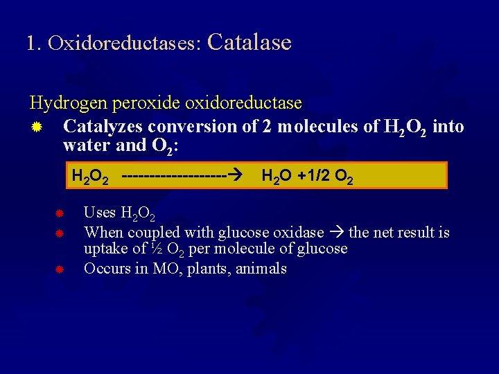 1. Oxidoreductases: Catalase Hydrogen peroxide oxidoreductase ® Catalyzes conversion of 2 molecules of H