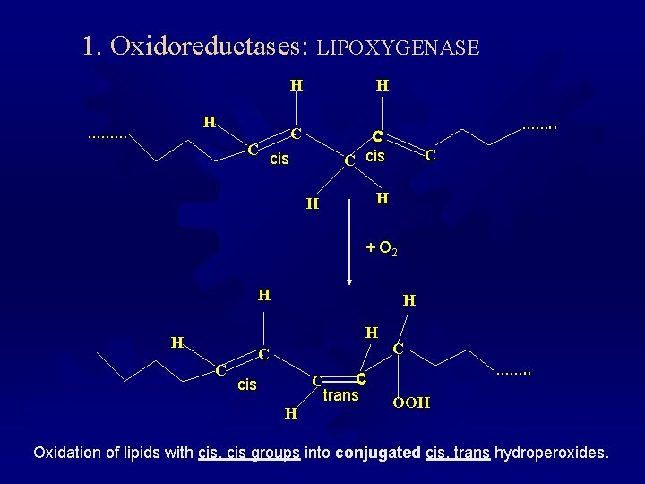 1. Oxidoreductases: LIPOXYGENASE H ……… C H H C C C cis ……. .