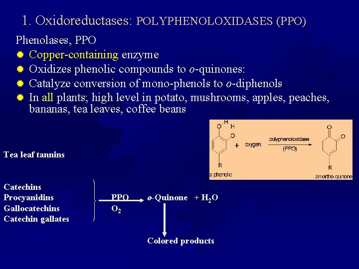 1. Oxidoreductases: POLYPHENOLOXIDASES (PPO) Phenolases, PPO ® Copper-containing enzyme ® Oxidizes phenolic compounds to