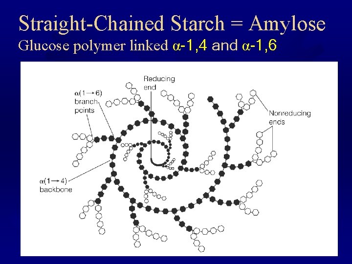 Straight-Chained Starch = Amylose Glucose polymer linked α-1, 4 and α-1, 6 