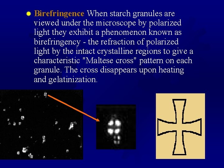 ® Birefringence When starch granules are viewed under the microscope by polarized light they