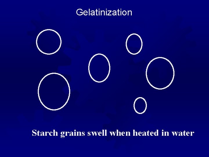 Gelatinization Starch grains swell when heated in water 