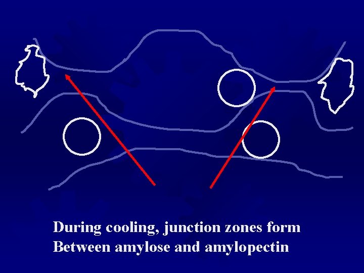 During cooling, junction zones form Between amylose and amylopectin During cooling, junction zones form Between amylose and amylopectin