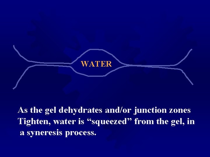 WATER As the gel dehydrates and/or junction zones Tighten, water is “squeezed” from the