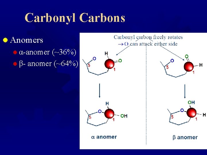 Carbonyl Carbons ® Anomers ® α-anomer (~36%) ® β- anomer (~64%) 