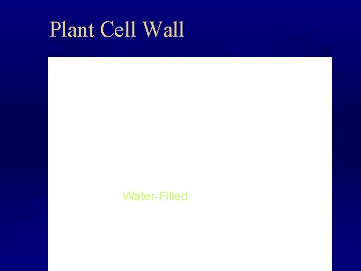 Plant Cell Water-Filled Plant Cell Water-Filled