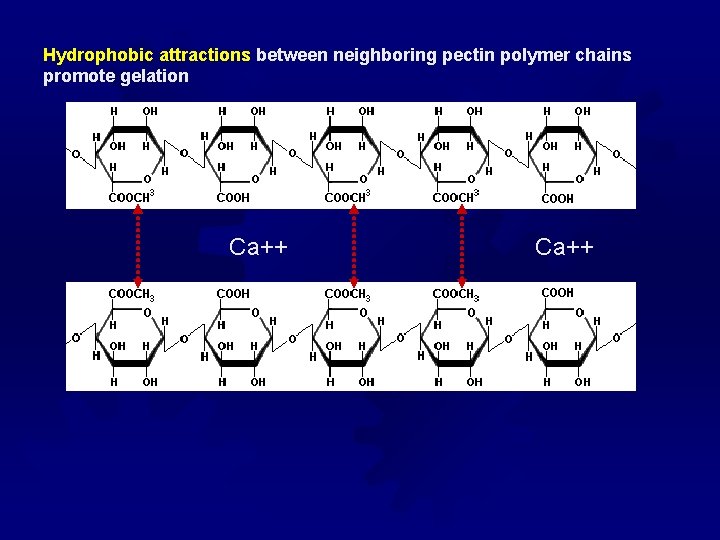 Hydrophobic attractions between neighboring pectin polymer chains promote gelation Ca++ 