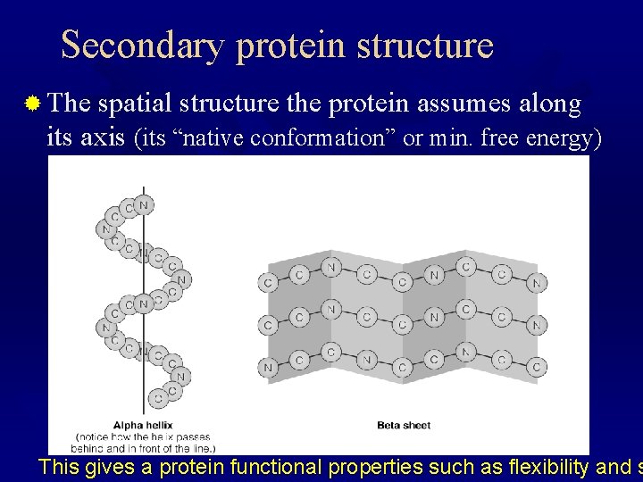 Secondary protein structure ® The spatial structure the protein assumes along its axis (its