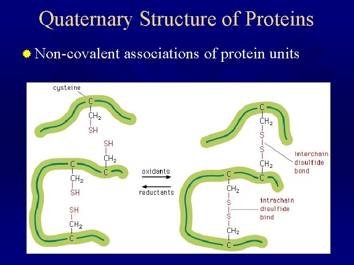 Quaternary Structure of Proteins ® Non-covalent associations of protein units 