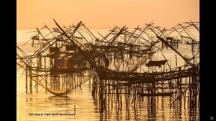 Fish traps at Thale Noi © Dennis Quek 31 