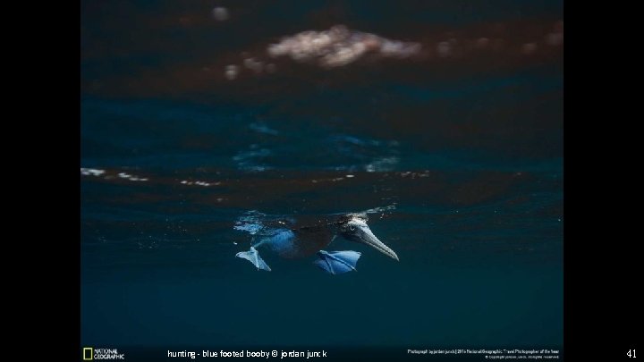 hunting - blue footed booby © jordan junck 41 