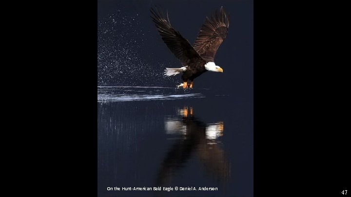 On the Hunt-American Bald Eagle © Daniel A. Anderson 47 