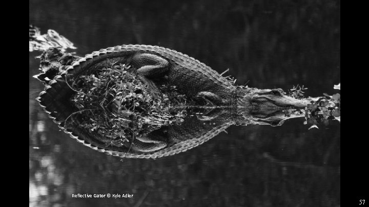 Reflective Gator © Kyle Adler 57 